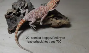 Urocza agama brodata samica orange/red hypo leatherback, cena 700. Idealna do terrarium.