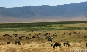 Kenia safari: stado zebr i antylop gnu pasące się na sawannie u podnóża gór.