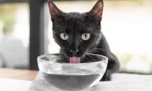 Gato negro bebe agua de un cuenco. ¿Cuánta agua bebe un gato al día? Depende de su dieta y actividad.