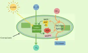 Schema der **Fotosynthese und Zellatmung** im Chloroplasten: Licht, H₂O und CO₂ werden zu Triosen umgewandelt, wobei O₂ freigesetzt wird. ATP und NADPH sind wichtig.