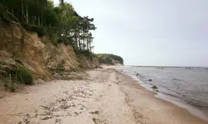 Skarpa porośnięta drzewami opada na piaszczystą plażę z kamieniami, na jednej z dzikich plaż. W oddali widać morze i drewniane pale.