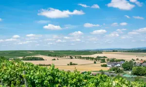 Grüne Weinreben im Vordergrund, dahinter weite Felder und eine kleine Siedlung – eine idyllische deutsche Toskana unter blauem Himmel mit weißen Wolken.