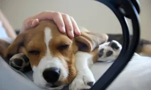 Ręka głaszcze śpiącego szczeniaka beagle. Czasem zastanawiamy się, dlaczego pies piszczy bez powodu, ale ten maluch śpi spokojnie.