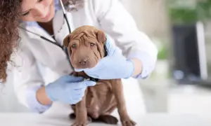 Jaki syrop dla psa na kaszel? Bezpieczne opcje i porady weterynaryjne