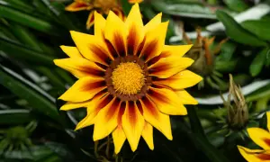 Jasnożółta gazania wieloletnia z ciemnoczerwonymi pasami na płatkach, otoczona zielonymi liśćmi.