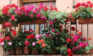 Obfitość kwitnących pelargonii w odcieniach różu i czerwieni zdobi balkon zachodni, tworząc barwny dywan.