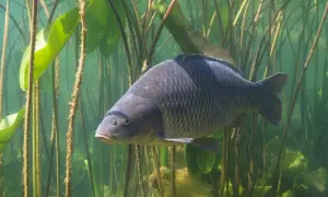 Ein großer Karpfen schwimmt zwischen Wasserpflanzen. Ein Traum für jeden Angler beim Karpfenangeln Deutschland.