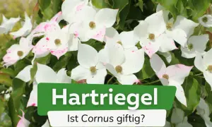 Weiße Blüten mit rosa Sprenkeln, umgeben von grünen Blättern. Ein Schild fragt: "Ist Cornus giftig?".
