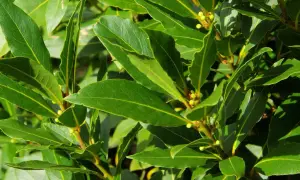 Hojas verdes y brillantes de laurel, con pequeños brotes. Interesante saber cuanto tarda en crecer un laurel para tener esta frondosidad.