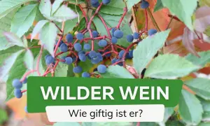 Wilder Wein mit dunkelblauen Beeren. Die Frage "Wie giftig ist er?" wird gestellt.