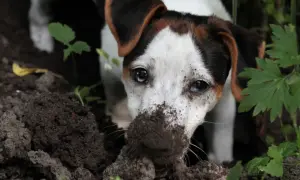 Ein Hund mit schmutziger Schnauze gräbt im Garten. Vielleicht sucht er nach einem Schatz oder fragt sich, warum buddeln Hunde überhaupt.