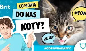 Jak robi kotek? Odkryj tajemnice dźwięków i ich znaczenie