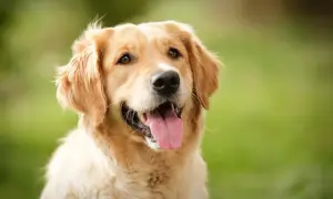 Ile szczeniąt rodzi golden retriever? Poznaj fakty i mity