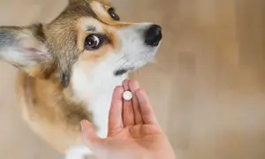 Corgi patrzy na tabletkę w dłoni. Czy to początek kuracji, która odpowie na pytanie, jak długo trwa odrobaczanie psa?
