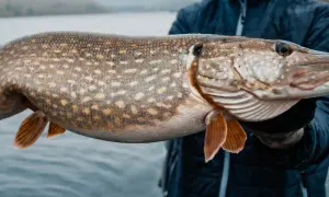 Ein Angler hält einen großen Hecht, der im kalten Wasser des Sees gefangen wurde. Hechte stehen im Winter oft in tieferen Bereichen.