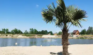 Palma na piaszczystej plaży nad zalewem Podlesie Dębowe. W tle drewniany domek i błękitne niebo.