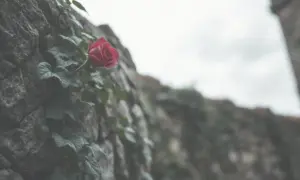 Kierować się sercem czy rozumem rozprawka: jak znaleźć równowagę?