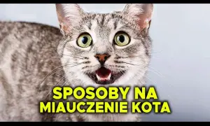 Dlaczego kotka ciągle miauczy? Odkryj przyczyny i rozwiązania