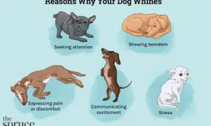 Illustration shows five dogs expressing different emotions. A dog crying from pain or discomfort is depicted.