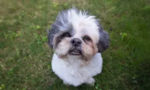 Piesek Shih Tzu siedzi na trawie. Zastanawiasz się, ile węgla aktywnego dla psa podać w razie potrzeby?