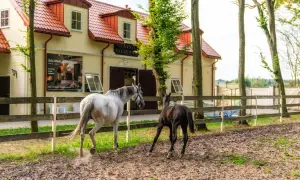 Biały koń i źrebię na wybiegu przed stajnią pałacową w Płazie.