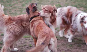 Ein brauner Hund knabbert einem anderen Hund am Ohr, während ein dritter Hund im Hintergrund steht.