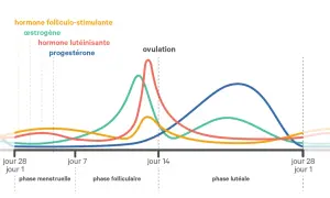 Graphique des hormones du cycle menstruel, montrant les variations de l'œstrogène, de la progestérone et d'autres hormones durant la phase lutéale.