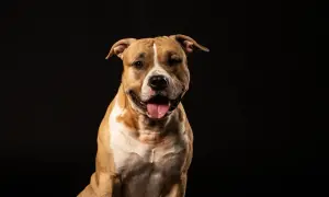 Uśmiechnięty, brązowo-biały mini pitbull z językiem na wierzchu, siedzący na czarnym tle.