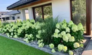 Idealne stanowisko dla hortensji ogrodowej: Półcień, gleba i ochrona