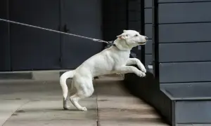 Ein weißer Hund zieht neugierig an der Leine und springt auf eine Mauer.