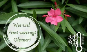 Ein Oleander mit einer rosa Blüte und grünen Blättern. Ein Kreis mit der Frage "Wie viel Frost verträgt Oleander?" und ein Thermometer-Symbol mit Schneeflocke.