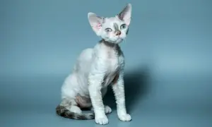 Uroczy kot rasy devon rex o falistej sierści i niebieskich oczach. Jego charakter jest równie wyjątkowy jak wygląd.