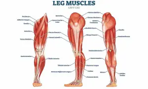 Illustrazione anatomica dei muscoli della gamba sinistra, vista anteriore, laterale e posteriore, con etichette che indicano i vari muscoli.