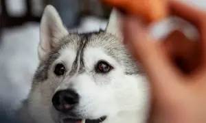 Siberian husky patrzy z nadzieją na przysmak. Czas na trening, od kiedy można zostawiać szczeniaka samego?