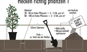 Anleitung zum Beet vor Hecke gestalten: Pflanzabstand, Pflanztiefe und Aushubbreite werden erklärt. Mit Schaufel und Pflanzerde wird die Hecke richtig gesetzt.