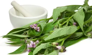 Frische Beinwell-Pflanzen mit lila Blüten und ein Mörser deuten auf die heilende Beinwell Wirkung hin.