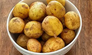 En skål med färskpotatis, redo att koka med eller utan lock. Perfekt för en svensk sommarmåltid.