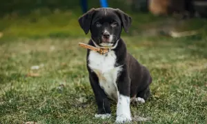Ein braun-weißer Welpe mit aufmerksamem Blick sitzt im Gras. Sein aussiedor charakter zeigt sich in seiner neugierigen Haltung.