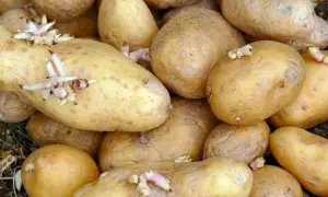 Nahaufnahme von Kartoffeln, die ausgetrieben haben. Die Keime sind weiß und rosa und wachsen aus den Augen der Kartoffeln.