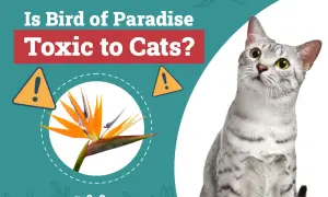 A cat looks up at a graphic asking "Is Bird of Paradise Toxic to Cats?" with an image of the flower and warning signs.