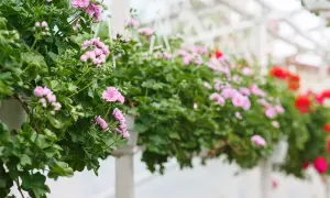 Różowe pelargonie kaskadowe kwitną obficie, tworząc zielono-kwiatową kaskadę.