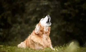 Goldener Retriever heult in der Natur. Vielleicht fragt er sich, warum heulen Hunde, oder er ruft nach seinem Rudel.