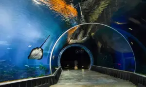 Podwodny tunel w oceanarium Wrocław. Bilety warto kupić online, by zobaczyć płaszczkę i inne morskie stworzenia.