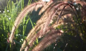 Espigas de plantas herbáceas de color rojizo y marrón, iluminadas por el sol, con tallos verdes borrosos al fondo.