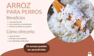 Arroz para perros: beneficios y cómo ofrecerlo. Los perros pueden comer arroz, rico en vitaminas y proteínas, pero con moderación.