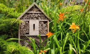Ett insektshotell i trä, fyllt med träbitar och bamburör, står i en lummig trädgård bland gröna blad och orange liljor. En perfekt insektshotell placering för att locka pollinerare.