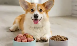 Glücklicher Corgi vor zwei Futterschalen: eine mit Würfeln für BARF, die andere mit Trockenfutter.