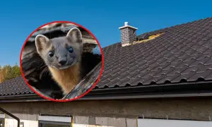 Zaintrygowana kuna zagląda z otworu w dachu.