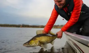 Glücklicher Angler präsentiert stolz einen fetten Zander, gefangen an einem der Elbe Zander Hotspots.