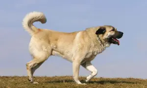 Ein Kangal mit aufgerissenem Maul und heraushängender Zunge, der auf einer Wiese steht. Seine Haltung wirkt wachsam, aber nicht aggressiv.